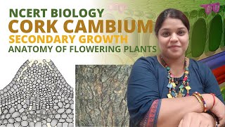 Cork cambium  Class 11 Biology  Anatomy of flowering Plants  NCERT [upl. by Alexio40]