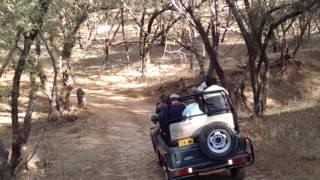 Tigress Arrowhead Ranthambore NP [upl. by Zilvia363]