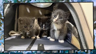 Foster Kitten Livestream S13 E04  Nov 22 2024 [upl. by Taima]