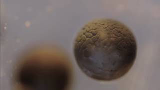 Cell Division Time lapse [upl. by Anitsrihc975]