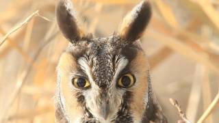 Longeared Owl [upl. by Anen]