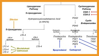 Arachidonic Acid Pathway Prostaglandins Prostacyclins Thromboxanes amp Leukotrienes [upl. by Amoeji285]