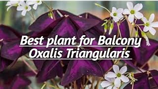 Oxalis Triangularis  The best plant for Balcony [upl. by Goldfarb]