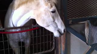 Horse eating carrots funny horse video short clip [upl. by Flor149]