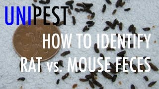 How to Identify Rat vs Mouse Feces Unipest DIY Pest Control in Santa Clarita Series [upl. by Liris]