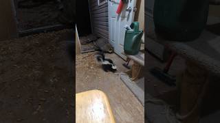 A Wild Skunk Comes Inside For A Visit 😧 [upl. by Gawen]