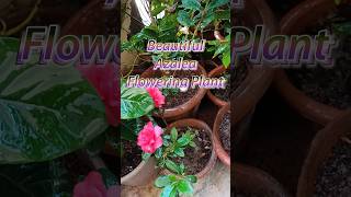 Azalea Camellia Shorts I Camellia japonica I permanent flowering plant [upl. by Bannerman]