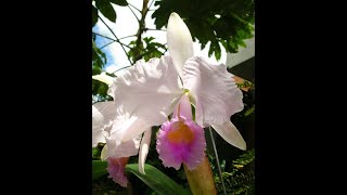 Cattleya Cappei C trianae SA x schroederiana SA [upl. by Delphina]