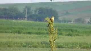 Presura de gradina cantand Ortolan Bunting singing [upl. by Reseda]