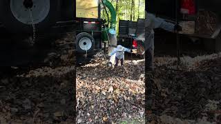 Billy Goat 37hp leaves vacuum in action [upl. by Artie]