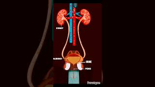 Function of kidney किडनी कैसे काम करती हैkidneydurustgyan [upl. by Charity]