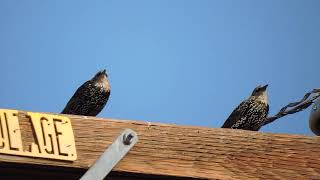 Juvenile Common StarlingsSturnus Vulgaris Nikon P600 [upl. by Eecak]