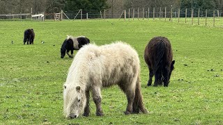 Versailles 🇫🇷 versailles france farm marieantoinette animals Hameau de la Reine hameaureine [upl. by Nodababus476]