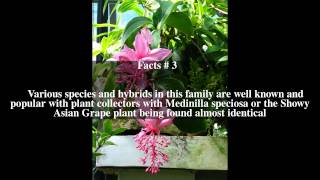 Medinilla magnifica Top  5 Facts [upl. by Akcirret]