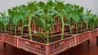 Grow a dream vegetable garden at home that is delicious and highly productive [upl. by Atiuqahs]