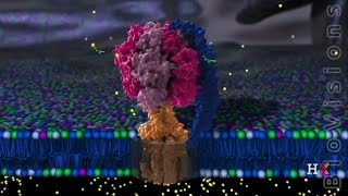 ATP Synthase Structure [upl. by Wehrle]