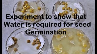 Water is required for Germination Experiment [upl. by Kraska695]