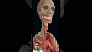 neet skeletal skeletalsystem animation doctor anatomy humananatomy humanbody humanskeleton [upl. by Lai767]