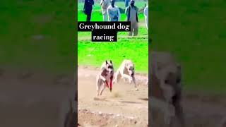 Greyhound dog racing [upl. by Marlane]