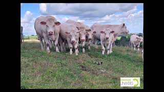 génisses et mâles reproducteurs charolais Earl des Joncs [upl. by Anasus168]