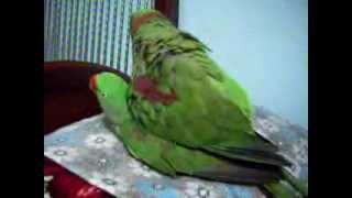 Nadeem Parrot alexandrine parakeet raa tota mating [upl. by Arbmahs996]