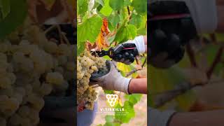 🍇 Are you interested in Viticulture Data Management Join our course and enhance your skills today [upl. by Ensign171]