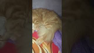 My pillow in deep sleep shortvideo cat [upl. by Ailugram]