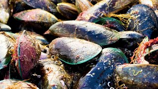 How New Zealand revived its mussel beds [upl. by Poler327]