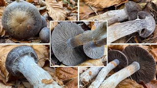 Bitterer Schleimkopf Cortinarius infractus  Beschreibung amp Verwechslung  Phlegmacium infractum [upl. by Ahseela]