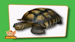 Flash cards for children  Reptiles [upl. by Nona677]