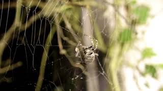 Araneus angulatus made web – Grbasti mrežar Grbasti križevec [upl. by Bertrand]