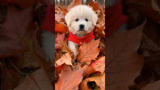 Golden retriever en el Montseny cachorrosfofos perrosygatos [upl. by Odericus376]