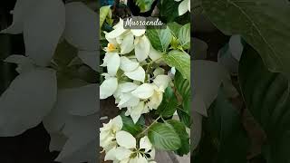 mussaenda floweringplant gardening shortvideo [upl. by Cilegna843]