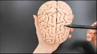 Brain and Brain Stem Anatomy  Part 1 of 5 [upl. by Anma]