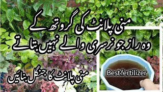 Best homemade orgenic fertilizer for money plantMoney plant care tips [upl. by Heda]