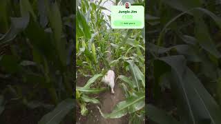 Milo in the cornfield jungle 😂cavapoochon cute corn lol cuteanimal [upl. by Analat]