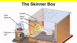 Operant Conditioning  Skinner box experiment  VCE Psychology [upl. by Nylloh424]