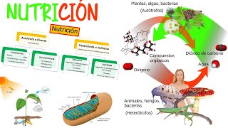 Nutrición de los seres vivos Biología  Semana 5 [upl. by Assiruam977]