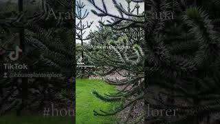 Araucaria araucana Plantentuinmerksplas [upl. by Assanav]