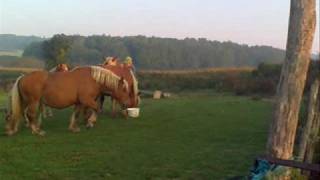 Pierre BALLOT éleveur de chevaux comtois à MARNAY 70FRANCE [upl. by Nahtnahoj]