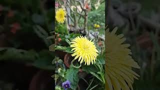 Yellow Gerbera of my Garden shorts trending flowers gerbera [upl. by Elton]