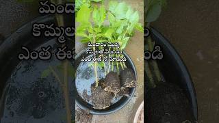 Easy to grow hibiscus plant from cuttings youtubeshorts shorts shortsyoutube hibiscus [upl. by Audra]