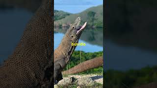 DRAGÃO DE KOMODO O LAGARTO GIGANTE shorts animais curiosidades selvagem animaisgigantes [upl. by Llerrat]