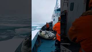 Seal Rescued by Fishermen 😍 sealrescue WildlifeConservation ArcticAnimals [upl. by Ikim]