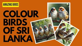 FINCHES BIRDS SRI LANKA [upl. by Eiznik]