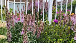 Deadhead Gay Feathers Blazing Star Liatris  August 8 [upl. by Adnouqal]