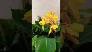 chittigumma padhave rendu rekkalu kattukundaam song beutifull flowers [upl. by Hayward]