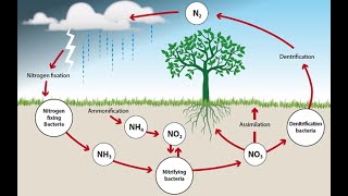 EKOSİSTEM EKOLOJİSİ  5  AZOT DÖNGÜSÜ [upl. by Marigolde275]
