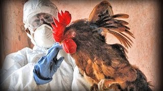 Avian Flu full documentary [upl. by Broeder]