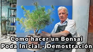 Como hacer un Bonsai Poda Inicial en Pino Negro  Demostración [upl. by Raychel]